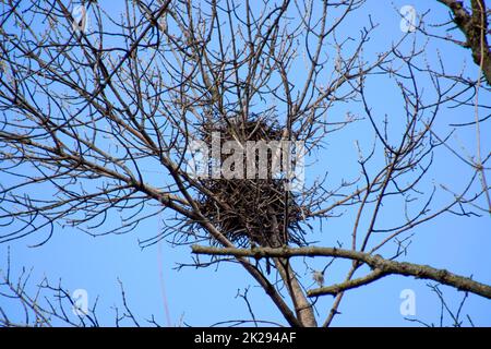 Nests of crows on high branches of trees. Late fall. Nests of birds. Stock Photo