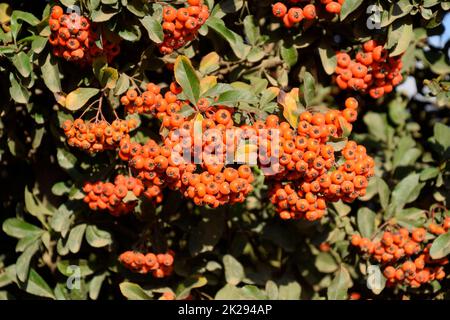 Orange autumn berries of Pyracantha with green leaves on a bush. Brush berry Stock Photo