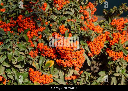 Orange autumn berries of Pyracantha with green leaves on a bush. Brush berry Stock Photo