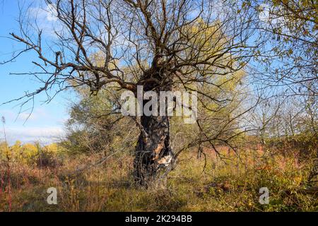 Old dead willow tree. Burnt tree bark. Stock Photo