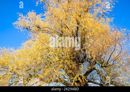 Yellow willow leaves. Willow tree in autumn. Stock Photo