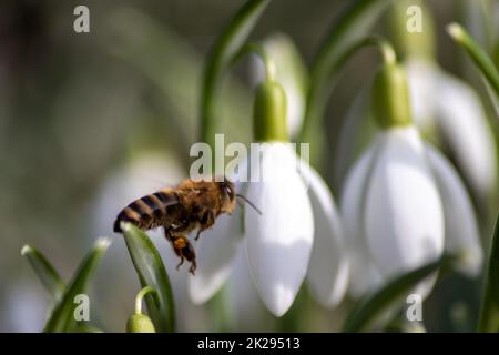 Honey bee pollinator on first spring snowdrops flowers collects pollen and nectar for seasonal honey in february with white petals and white blossoms in macro view with nice bokeh and a lot copy space Stock Photo