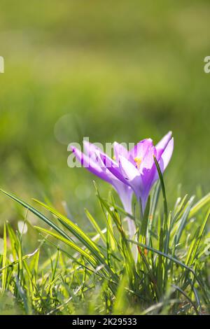 Filigree pink crocus flower blossoms in green grass are pollinated by flying insects like honey bees or flies in spring time as close-up macro with blurred background in garden landscape blooming wild Stock Photo