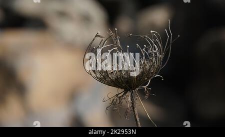 Close up view of a dry wild carrot plant with mature seeds.  Daucus carota, dry flower in autumn  winter,  blurred background .Israel Stock Photo