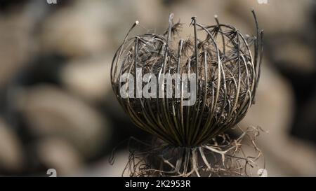 Close up view of a dry wild carrot plant with mature seeds.  Daucus carota, dry flower in autumn  winter,  blurred background .Israel Stock Photo