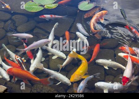 Koi Carp Fish swims among water lily in the water Stock Photo