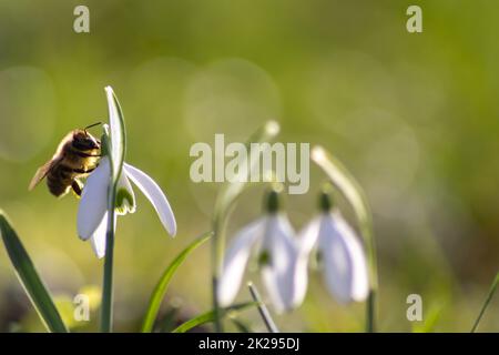 Honey bee pollinator on first spring snowdrops flowers collects pollen and nectar for seasonal honey in february with white petals and white blossoms in macro view with nice bokeh and a lot copy space Stock Photo