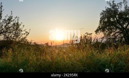 Grasses in a landscape, in the light of the rising sun Stock Photo