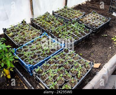 Seedlings of tomato. Growing tomatoes in the greenhouse Stock Photo