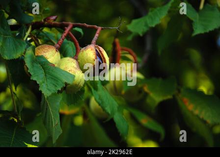 Chestnuts Stock Photo