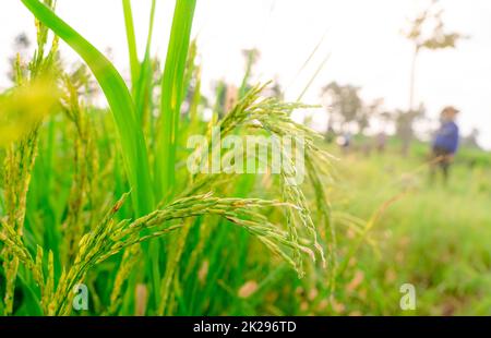 Selective focus on ear of rice on blur farmer and grass field. Green paddy field. Rice plantation. Organic rice farm in Asia. Rice price in the world market concept. Paddy field. Plant cultivation. Stock Photo