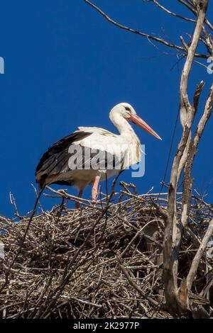 Spain, Jerez de la Frontera - Stork at the Royal Andalusian Riding School Stock Photo