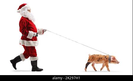 Santa claus walking a maltese poodle dog at pedestrian crosswalk ...