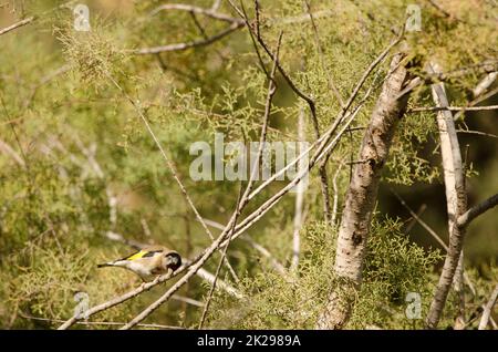 European goldfinch wiping its beak on a branch. Stock Photo
