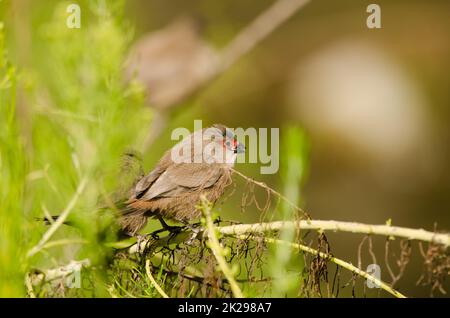 Juveniles common waxbill Estrilda astrild. Stock Photo