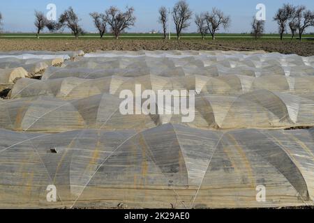 Greenhouses made of polymer film. Early spring in the garden greenhouses Stock Photo