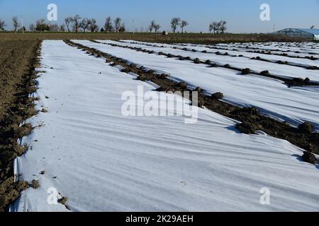 Greenhouses made of polymer film. Early spring in the garden greenhouses Stock Photo