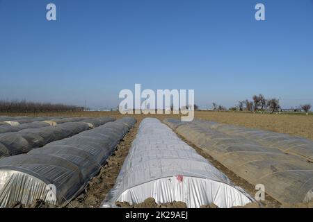 Greenhouses made of polymer film. Early spring in the garden greenhouses Stock Photo