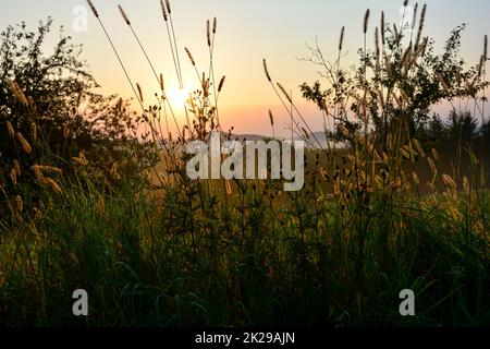 Tall green grasses in the light of the rising sun in nature Stock Photo