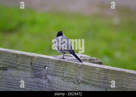 A small wagtail sits on a wooden parapet. Stock Photo