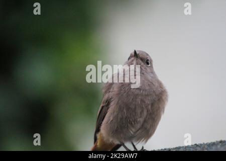 A small house redstart on a roof of a shed. Stock Photo