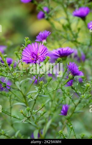 The purple colored flowers of an aster or aster-like flower. Stock Photo
