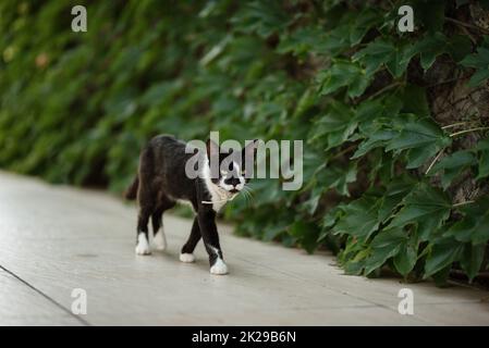 A black cat walks along a garden fence. Picture by James Boardman Stock ...