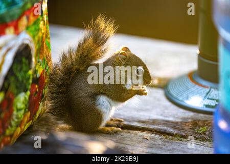 Cute looking close up sunny fluffysquirrel portrait in the forest Stock Photo