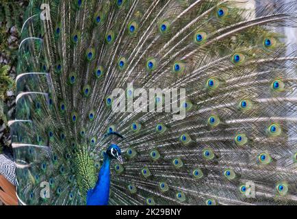 Closeup Image of a peacock dancing with its open feathers Stock Photo