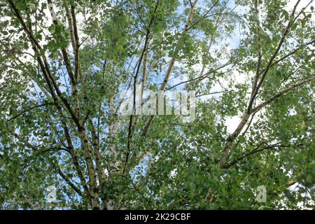 Birch (Betula pendula / pubescens) tree branches with leaves, with sky in background. Abstract spring background. Stock Photo