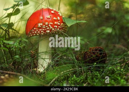 Young red Amanita muscaria mushroom in the forest moss and grass, pine cone next to it. Stock Photo