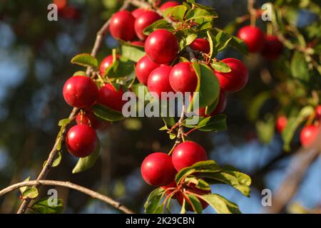 Red Mirabelle Plum / Prune (Prunus domestica subsp. syriaca) growing on tree branches, lit by afternoon sun. Stock Photo