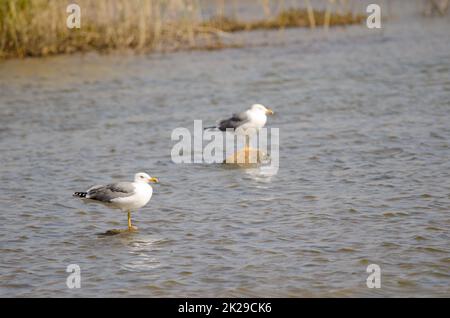 Yellow-legged gulls Larus michahellis atlantis. Stock Photo