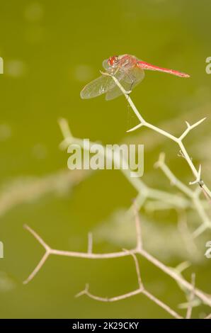 Male scarlet dragonfly Crocothemis erythraea. Stock Photo