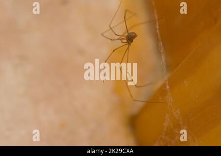 Daddy long-legs spider Pholcus phalangioides. Stock Photo