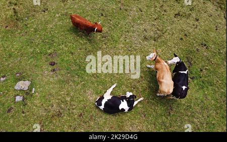 Aerial view with drone of young dairy cows and Scottish Highland cattle on a meadow in Bavaria Stock Photo