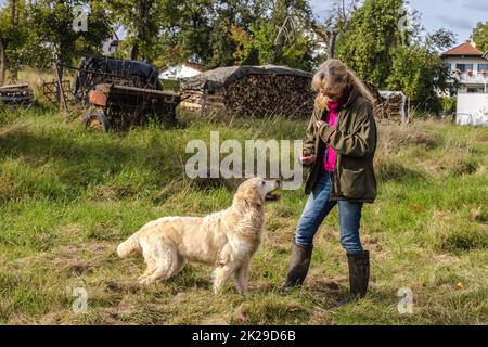 Friendly female Dog Trainer with Golden Retriever Stock Photo