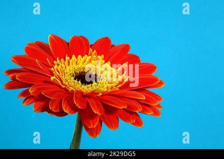 red gerbera on blue background Stock Photo