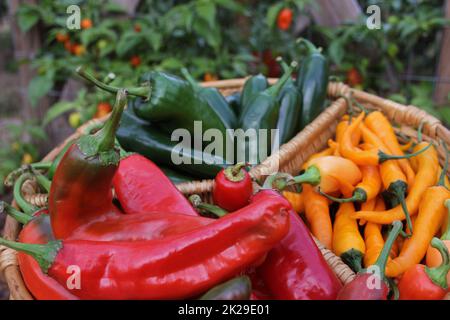 Poblano Peppers with Asian Red Peppers and Yellow Chili Peppers Stock Photo