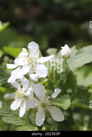 Blackberry Vine With Blossoms on Organic Farm Stock Photo