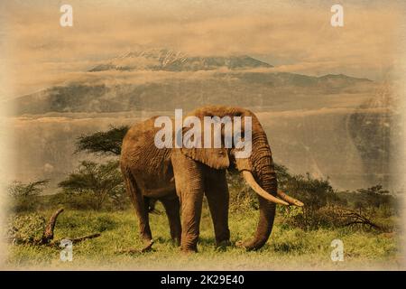 Old photo of elephants and Mount Kilimanjaro in Amboseli National Park Stock Photo