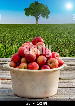 Harvest of red apples in a plastic bowl on a wooden table. Stock Photo