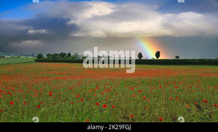 Campo de amapolas al atardecer Stock Photo