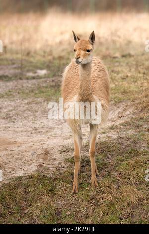 Lama in a clearing Stock Photo