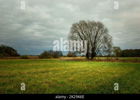 Tree without leaves on the meadow and the cloudy sky Stock Photo