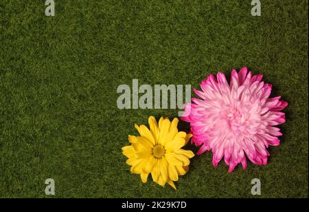 Colorful Spring Flowers on Green Grass Top View Stock Photo