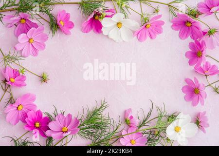 Light background with frame of cosmos flowers Stock Photo