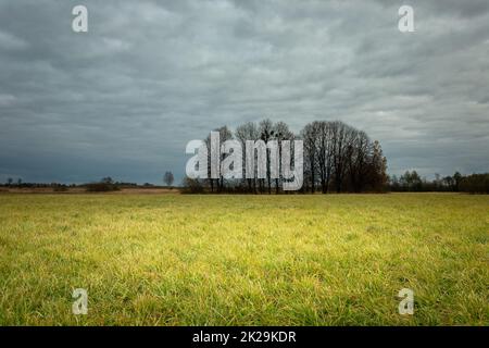 The dark sky and trees without leaves on the meadow Stock Photo