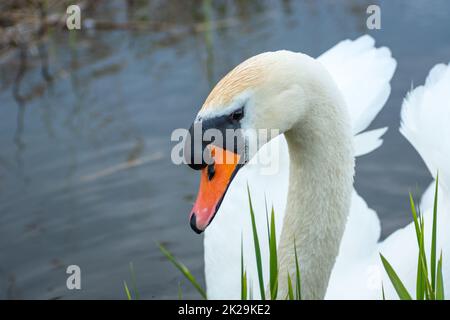 Portrait of a young mute swan in the water Stock Photo