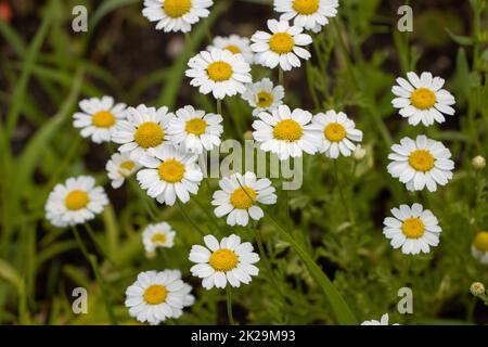 German tea chamomila (Chamomilla recutita) Stock Photo